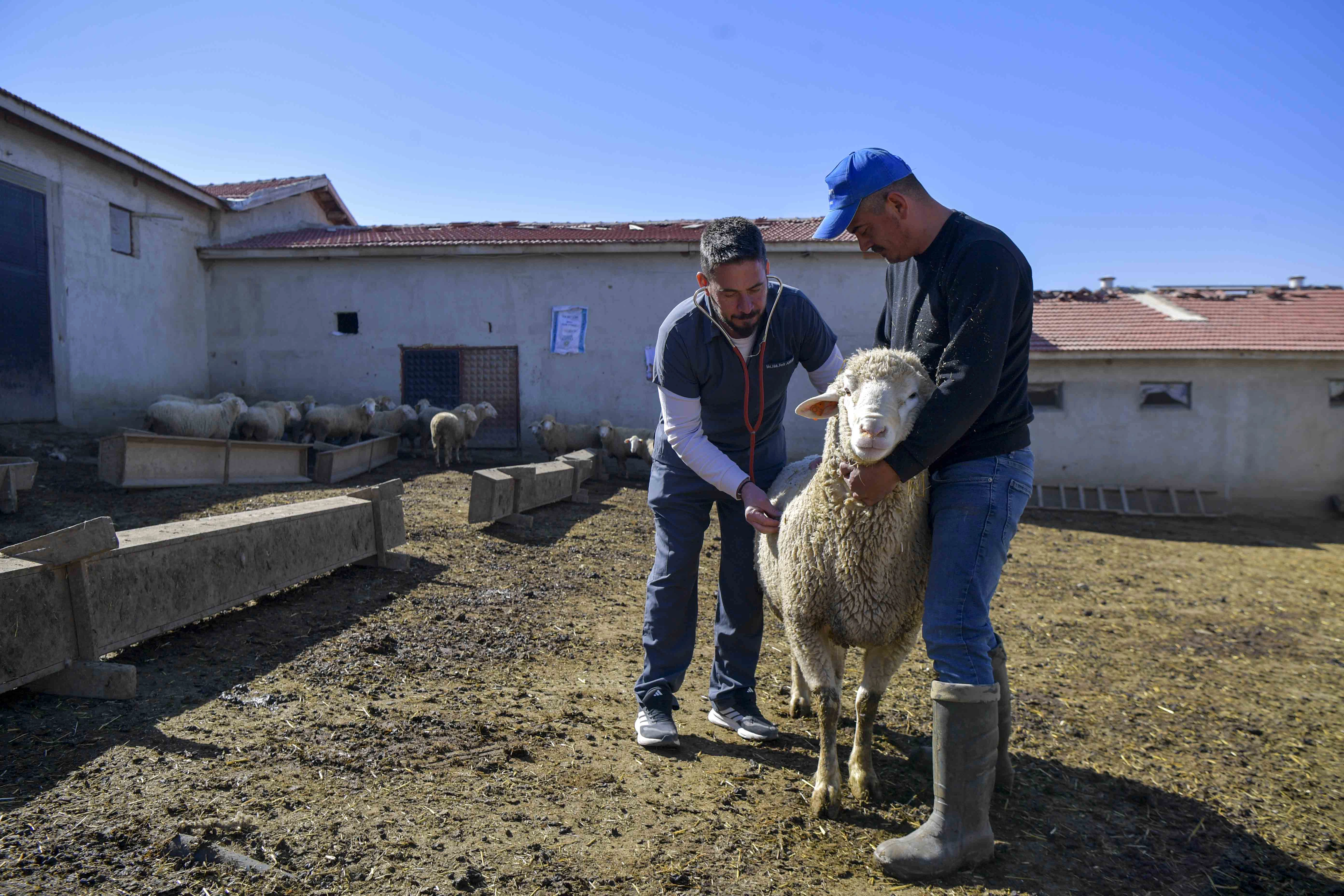 ABB kırsaldaki &uuml;reticiye can suyu olacak: Veteriner destek başvuruları s&uuml;r&uuml;yor